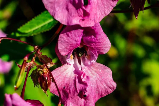 Vibrant pink flowers with delicate petals, surrounded by lush green leaves, capturing intricate details of nature.