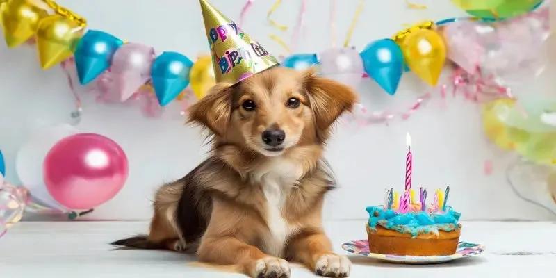 A small dog wearing a festive party hat sits next to a colorful birthday cake, surrounded by balloons and decorations.