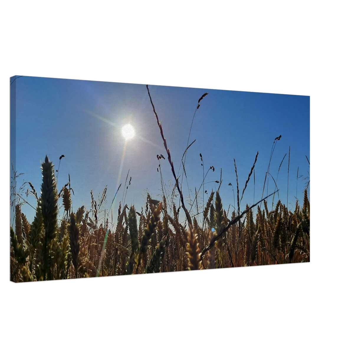 Dekoration mit Charakter. Kunstdruck auf Leinwand - Kornfeld im Westerwald Landschaftsbild für Ihr Zuhause: für stilvolle Raumgestaltung. Eine besondere Bereicherung für jeden Raum.