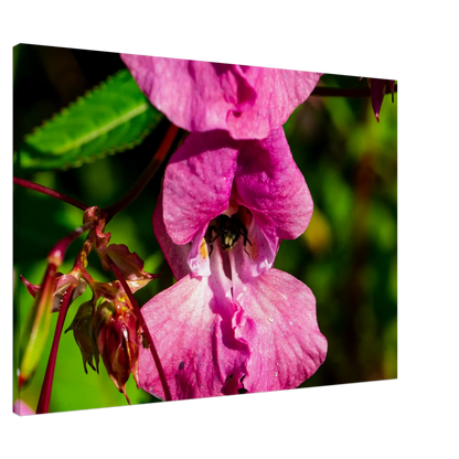 Ein Ausdruck moderner Ästhetik. auf Leinwand - Blüte mit Biene Nahaufnahme Westerwald 70x100 cm / 28x40″: für stilvolle Raumgestaltung. Eine besondere Bereicherung für jeden Raum.