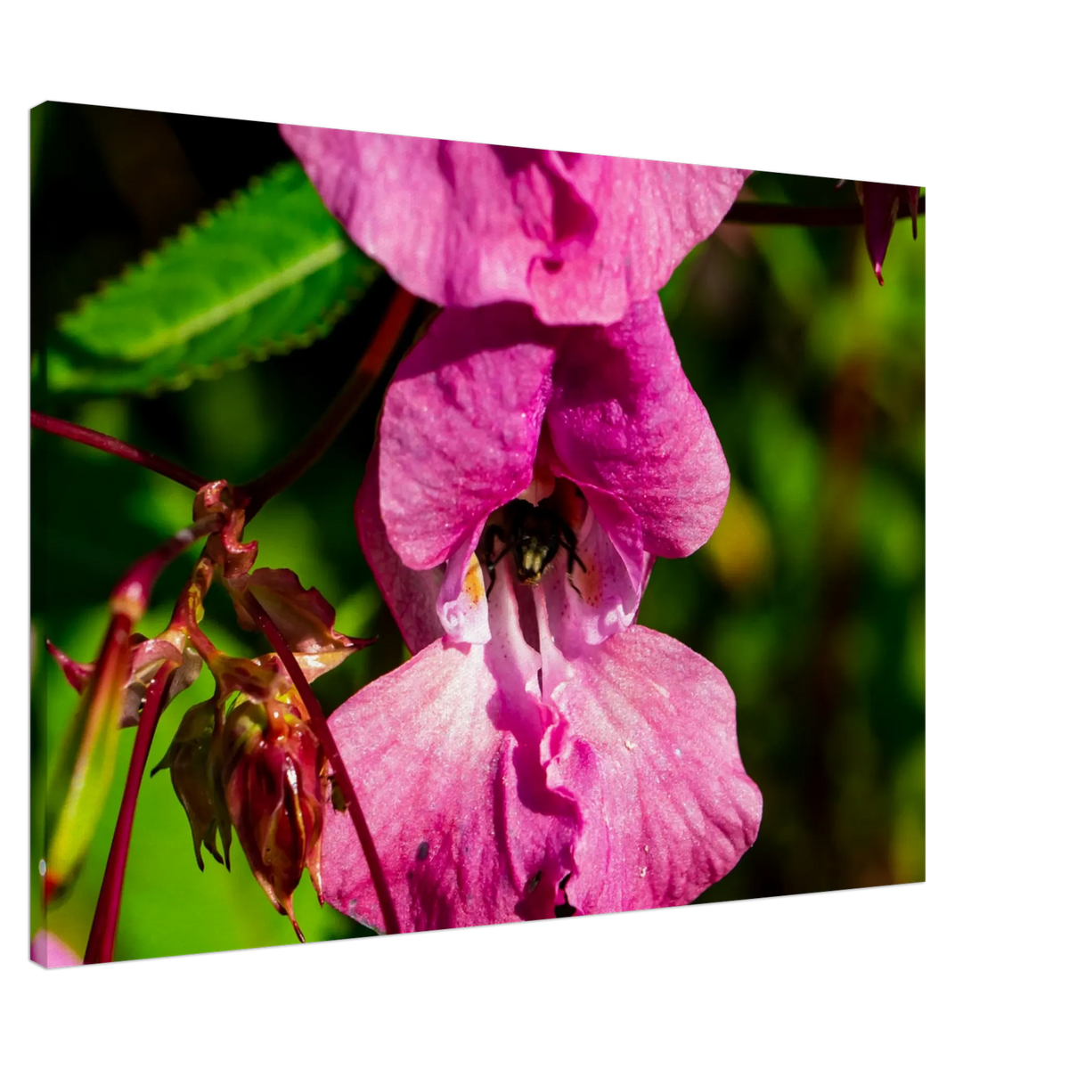 Bild auf Leinwand - Blüte mit Biene Nahaufnahme Westerwald 70x100 cm / 28x40″ – Kunstdruck auf Leinwand mit Holzkeilrahmen