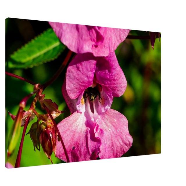 Bild auf Leinwand - Blüte mit Biene Nahaufnahme Westerwald 70x100 cm / 28x40″ – Kunstdruck auf Leinwand mit Holzkeilrahmen