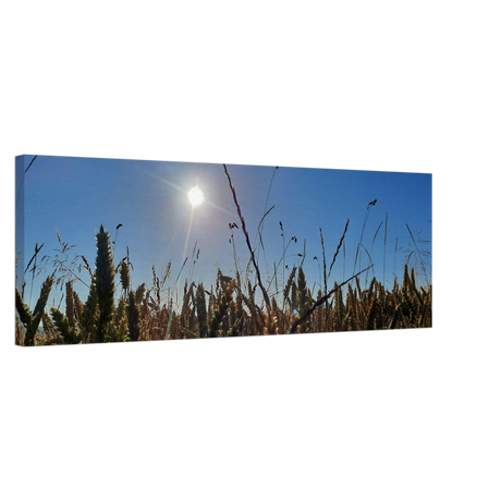 Kunstdruck auf Leinwand - Kornfeld im Westerwald Landschaftsbild für Ihr Zuhause – bedruckte Leinwand auf stabilem Keilrahmen