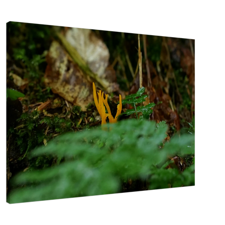 Kunstdruck auf Leinwand – Nahaufnahme einer Waldlandschaft – Kunstdruck auf Leinwand mit Holzkeilrahmen