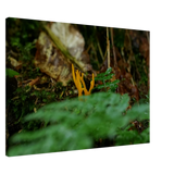 Stimmungsvolle Wandkunst für stilvolle Räume. Kunstdruck auf Leinwand – Nahaufnahme einer Waldlandschaft: zeitlos und harmonisch. Schlicht, elegant und wirkungsvoll.
